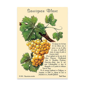 Carte Postale Sauvignon Blanc