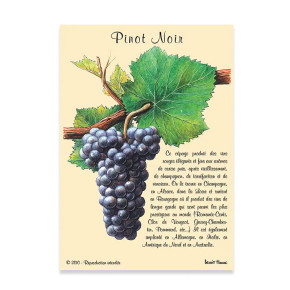 Carte Postale Pinot Noir