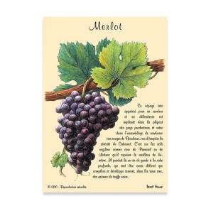 Carte Postale Merlot